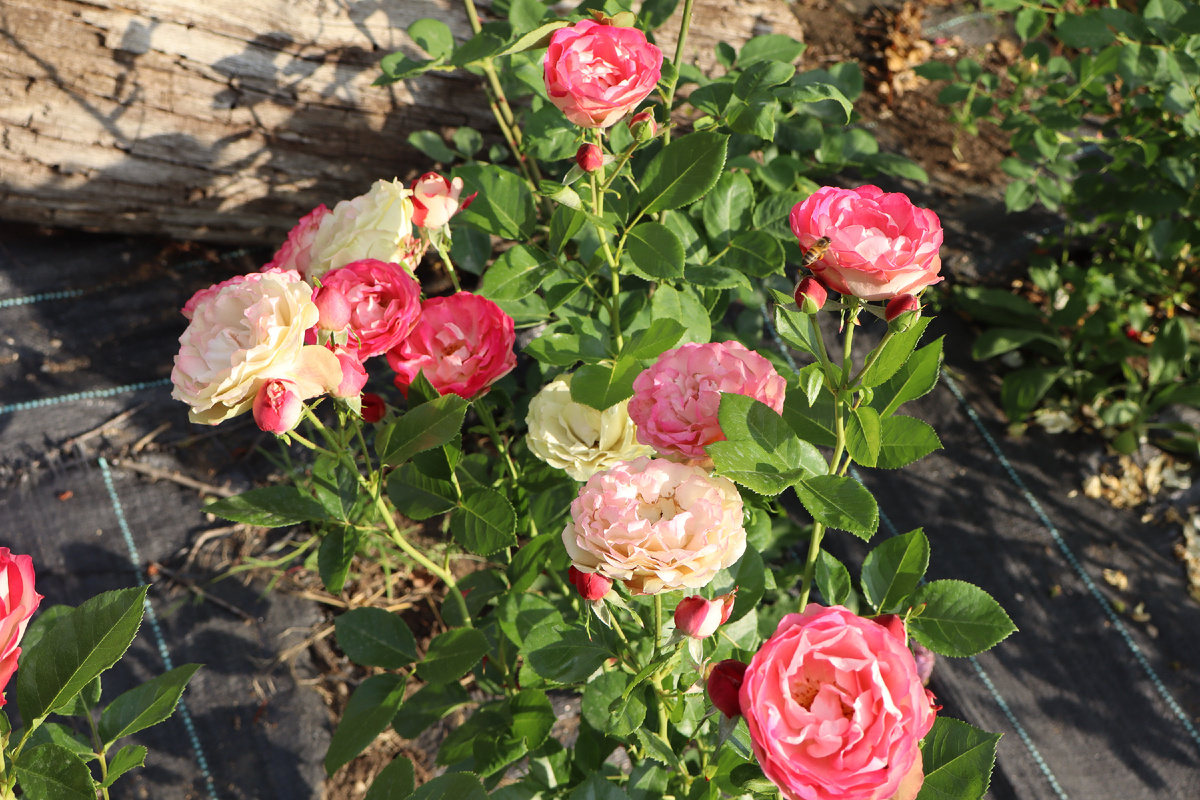 Роза Акрополис