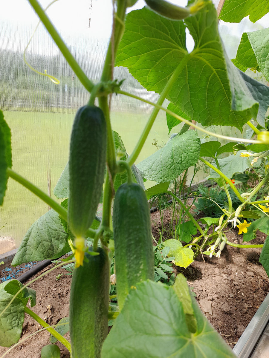 фото автора 2022г