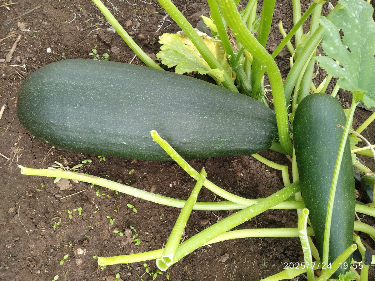 (все фотографии в галерее мои)