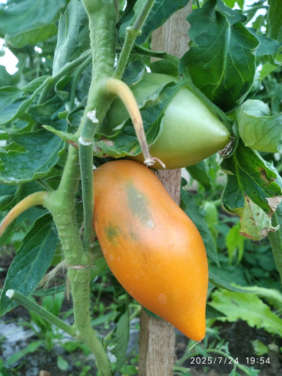 сорт "Халва" (все фотографии в галерее мои)