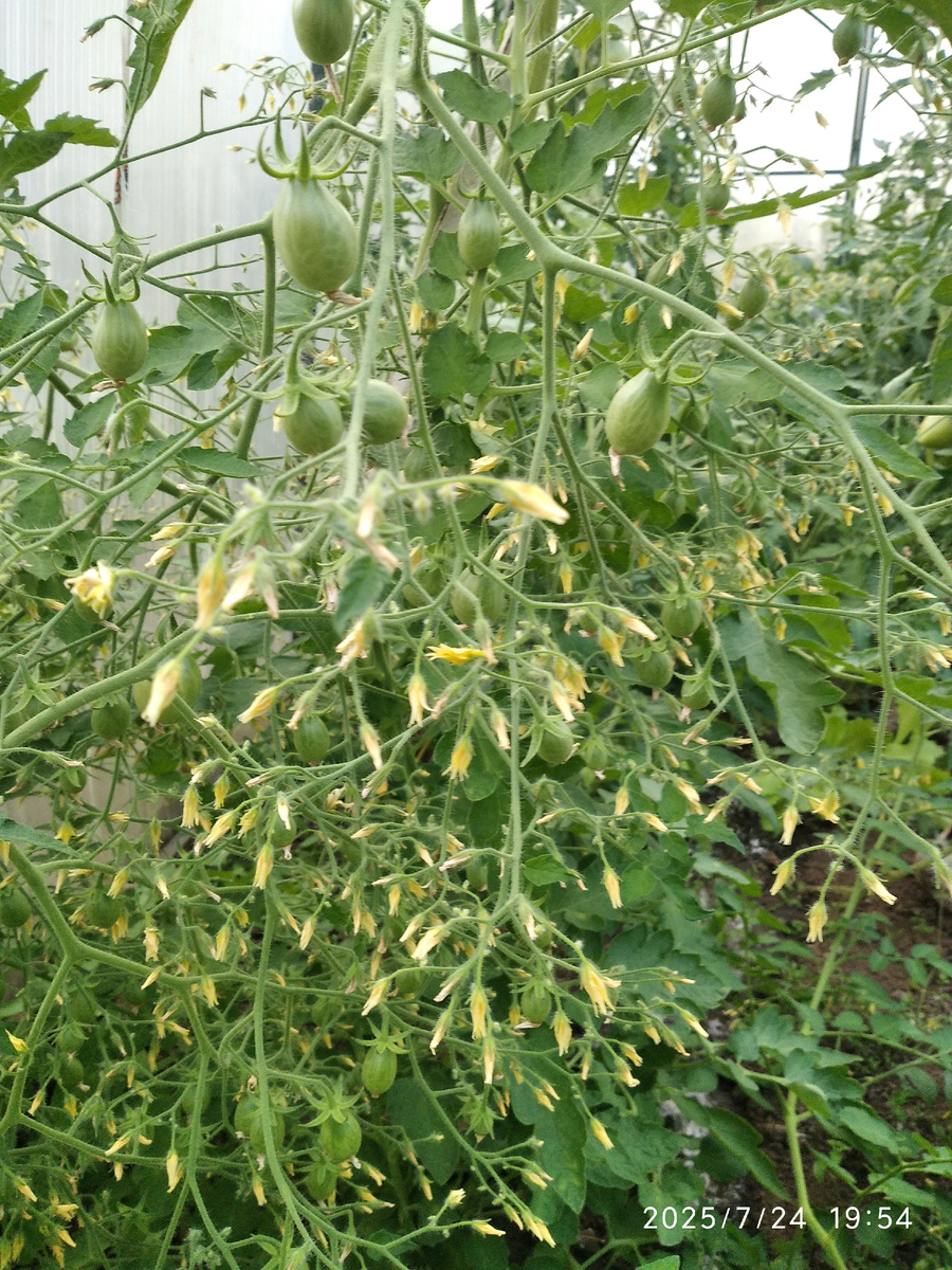 сорт "Медовая капля" или "Брызги шампанского", они почти одинаковые, будут желтые и сладкие 