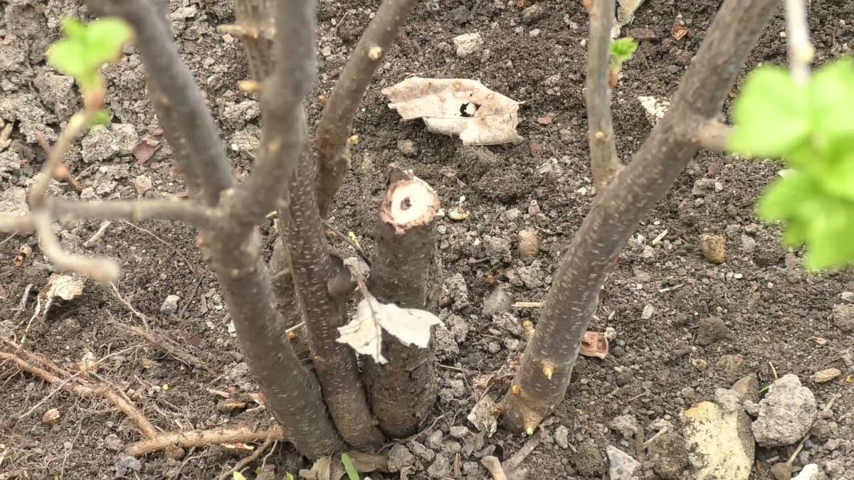 Смородина, повреждённая стеклянницей.  Фото: https://ru.pinterest.com/pin/808185095643650950/