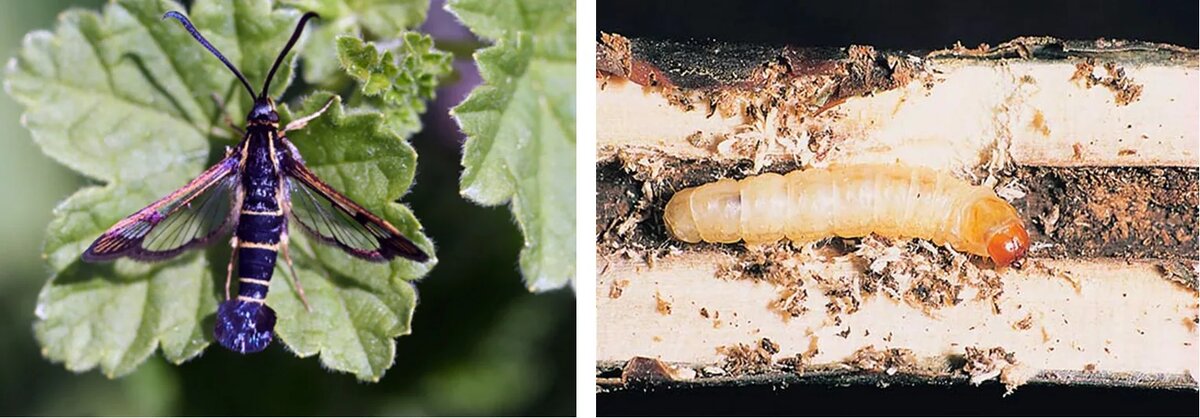 Бабаочка и гусеница стекляницы. Фото: https://ru.pinterest.com/pin/808185095643650950/