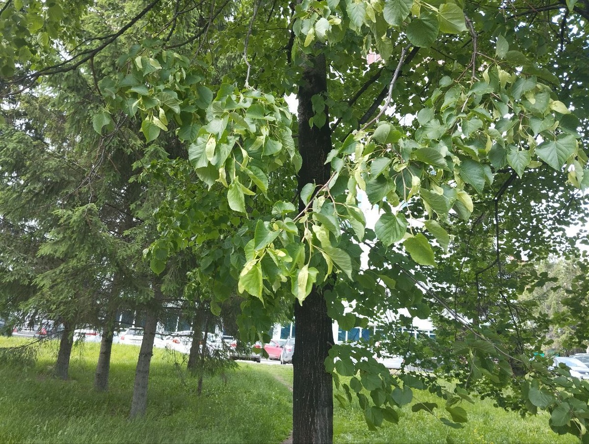 Синоптики обещают теплую погоду.  Фото: Фото: ФедералПресс / Екатерина Ломакина