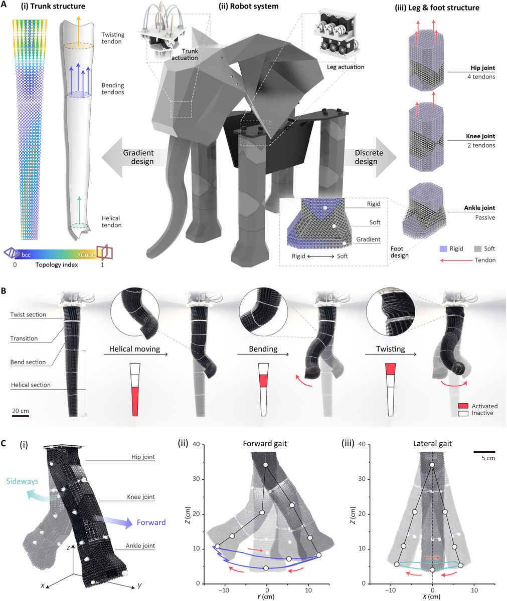 Рисунок, поясняющий структуру и работу хобота и ног