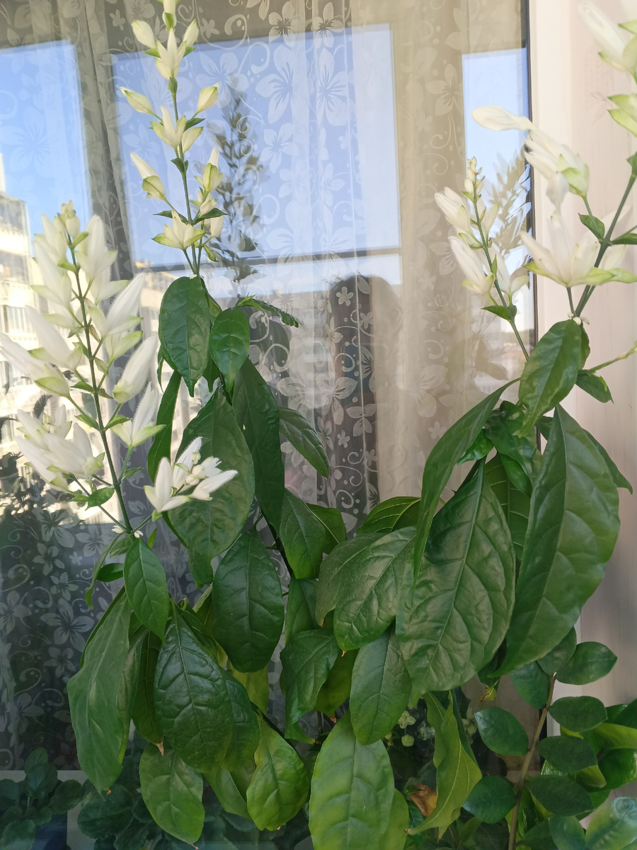 фото автора: такой красавец у меня сейчас дома расцвел