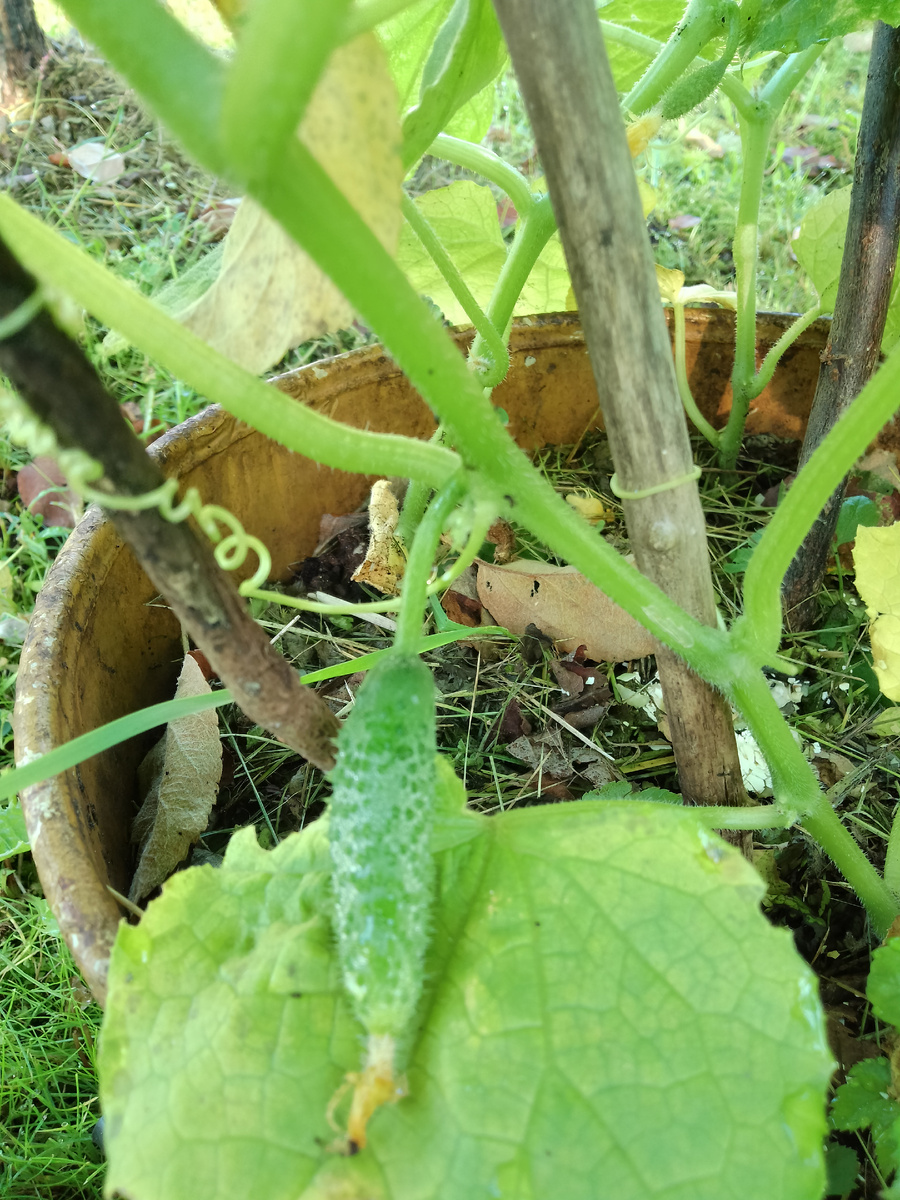 Фото автора. Огурчики растут в больших ведрах