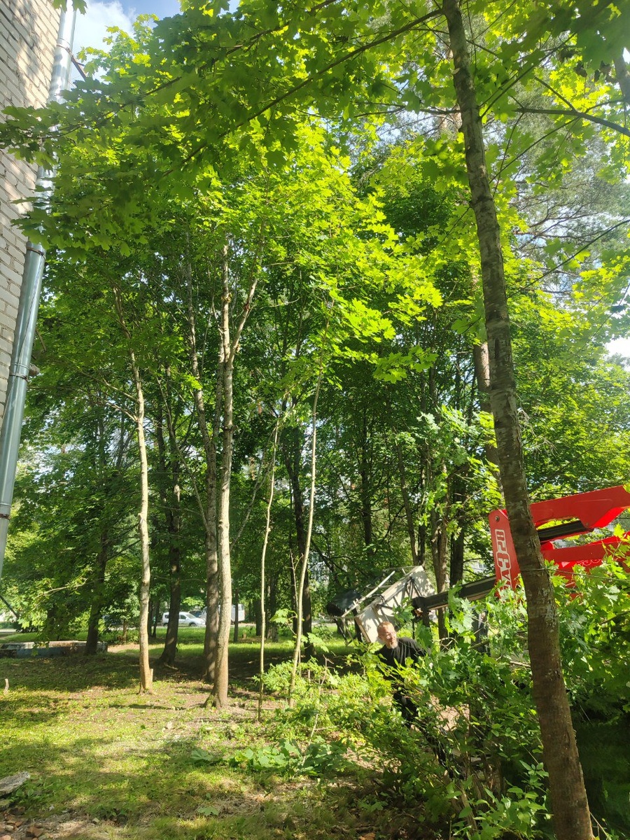 Спил деревьев в Выборгском районе Ленинградской области 