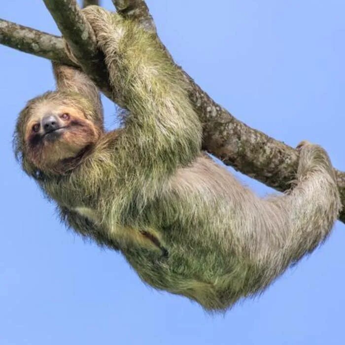 Ленивец, висящий на ветке
