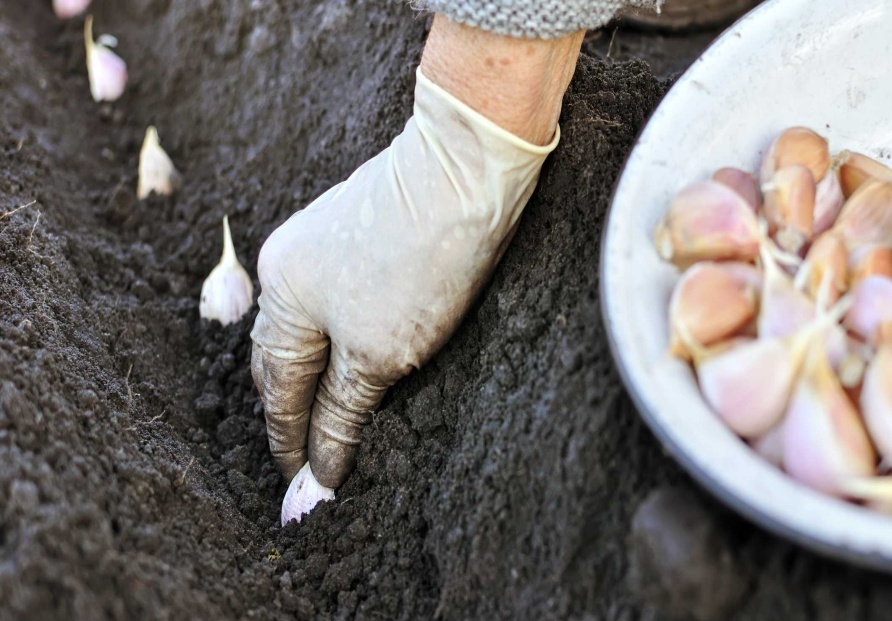 Хороший посадочный матерал, правильная высадка  — что ещё нужно для получения отличного урожая в следующем году