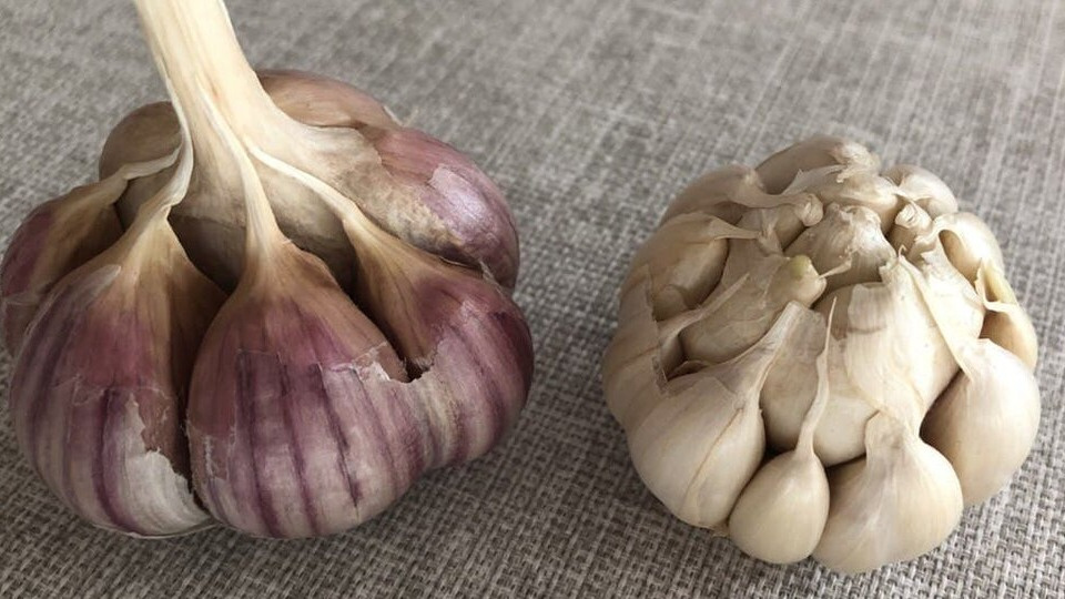 Вот так внешне отличаются друг от друга головки озимого (слева) и ярового чеснока