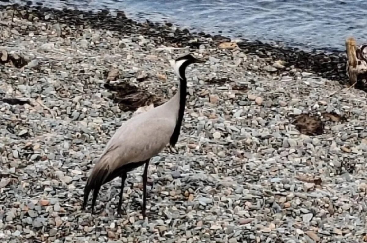    Редкого журавля-красавку заметили на берегу Телецкого озера