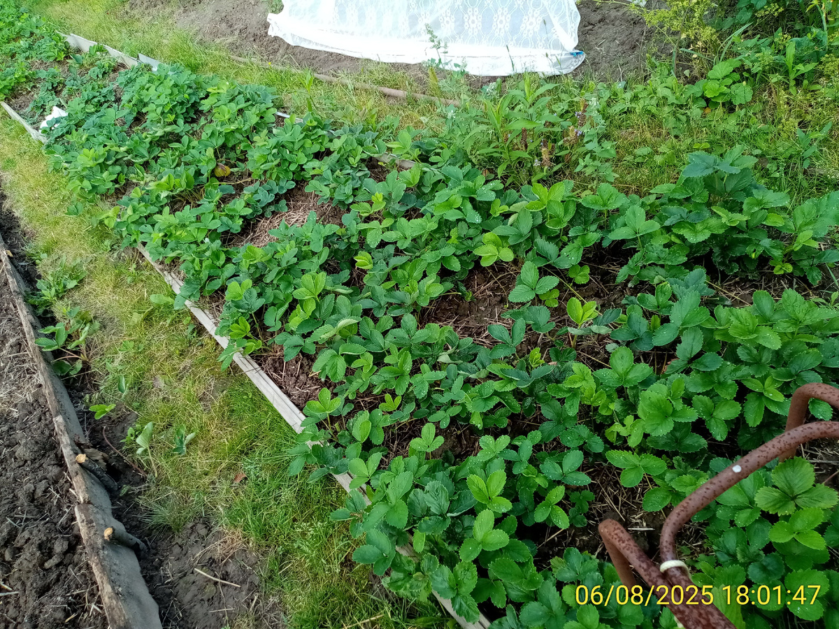 Ягодная грядка после обрезки радует свежей листвой. Надо удалять новые усы.