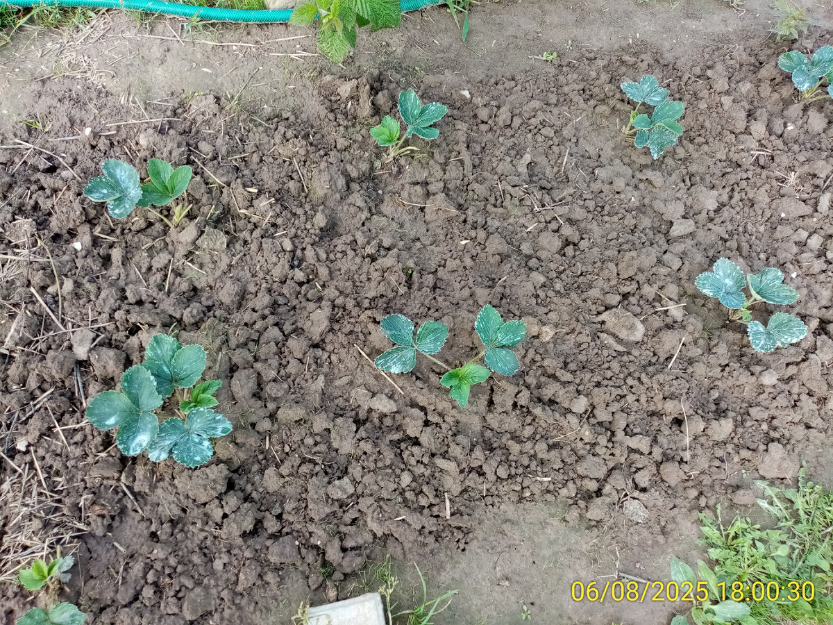 Сорняки убраны.