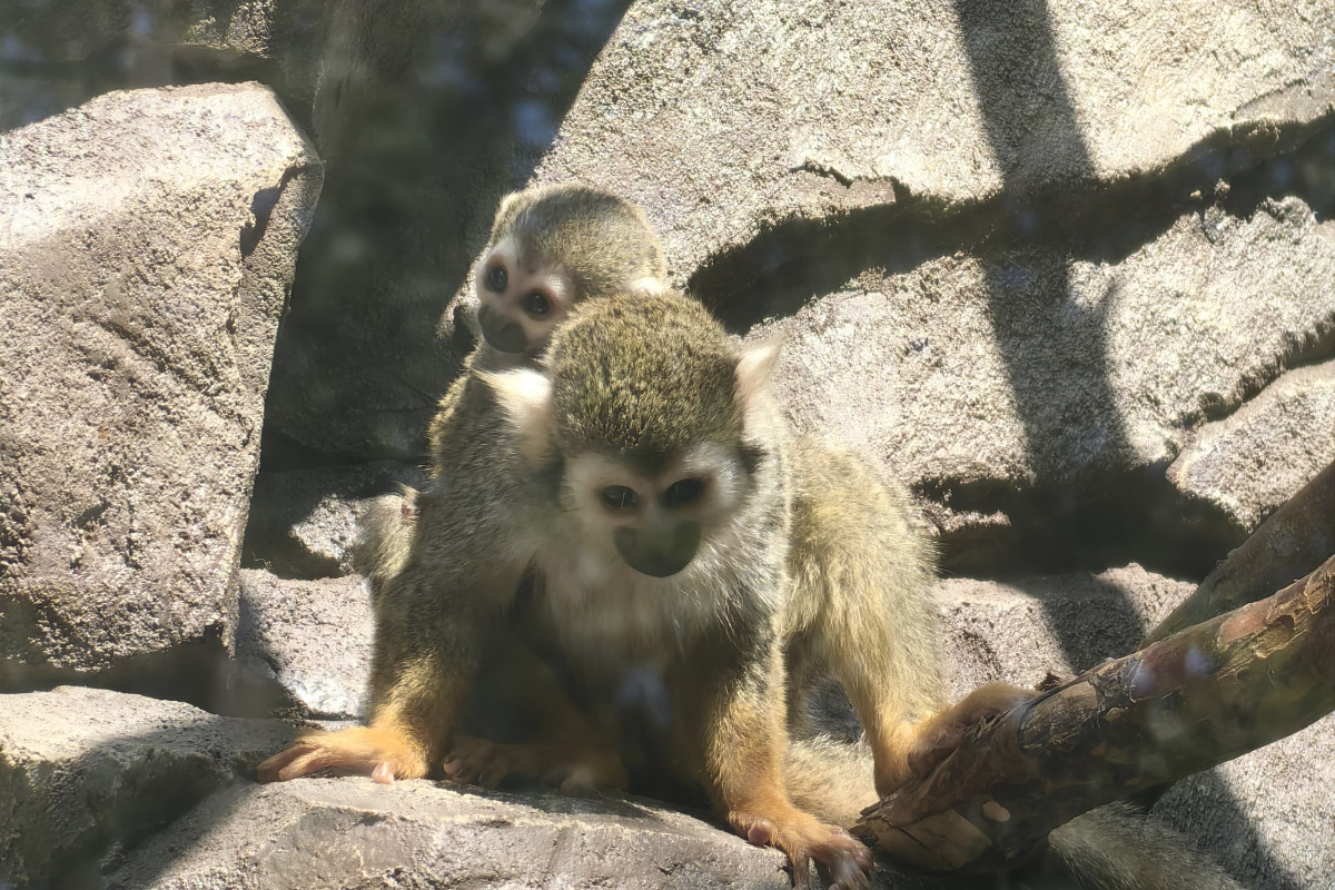    Фото: пресс-служба Екатеринбургского зоопарка