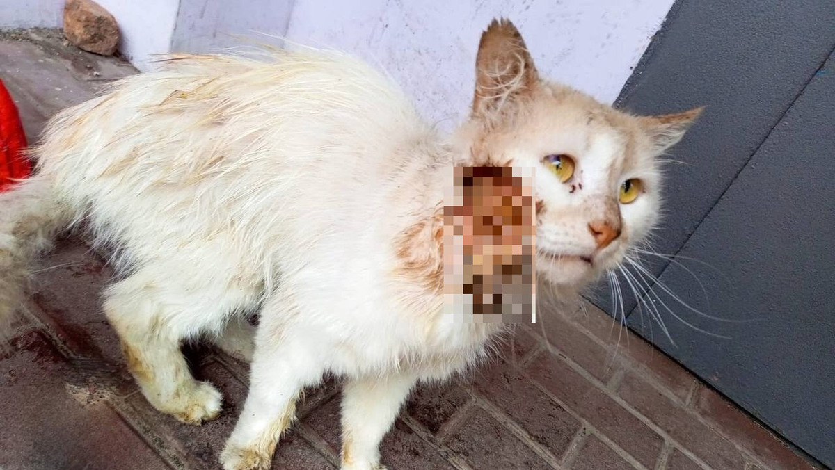    Раньше котик был домашним, но оказался на улице. Фото: сообщество VK «Шанс на жизнь Ростов-на-Дону»