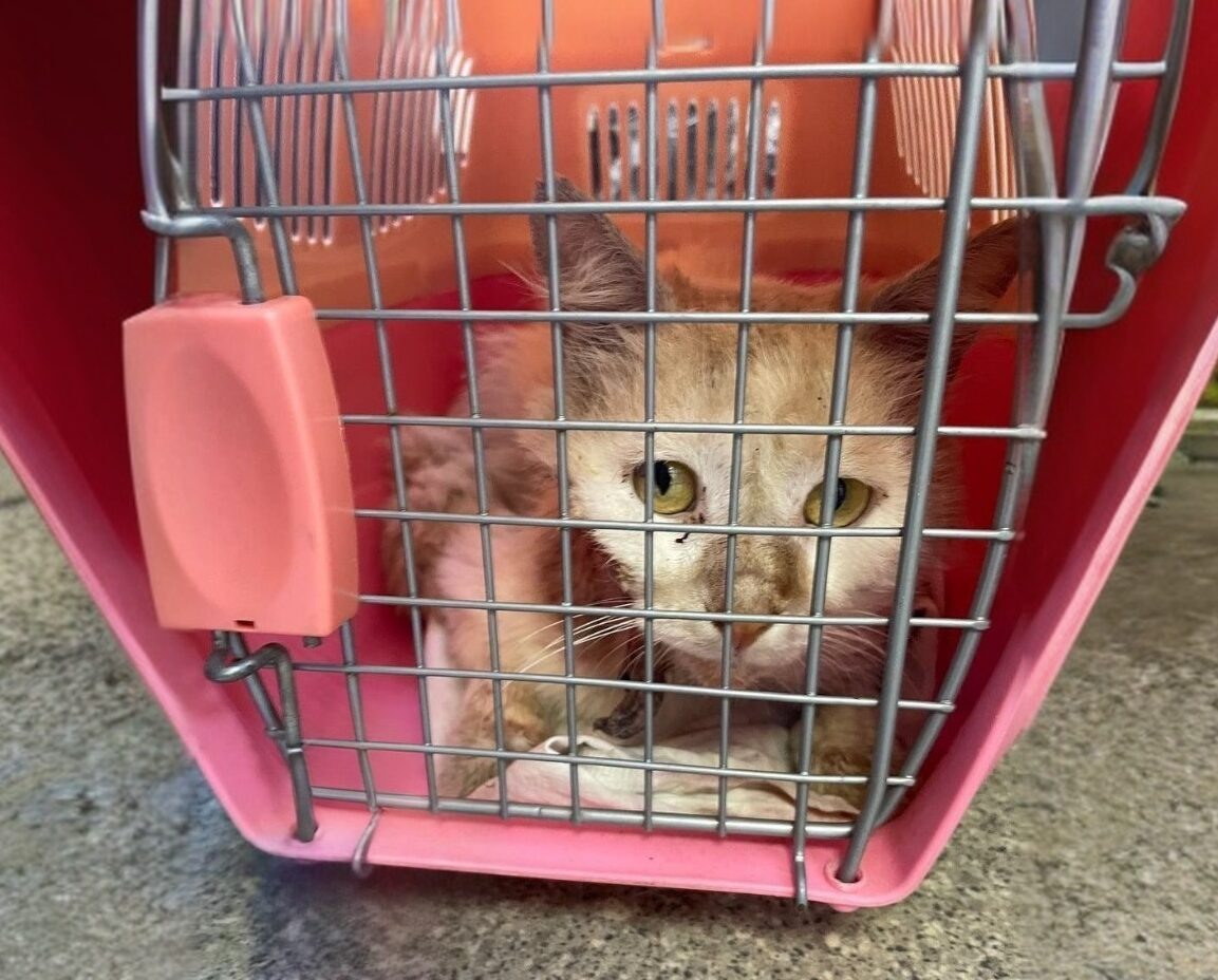    Впереди у Санди счастливая жизнь у новых хозяев! Фото: сообщество VK «Шанс на жизнь Ростов-на-Дону»