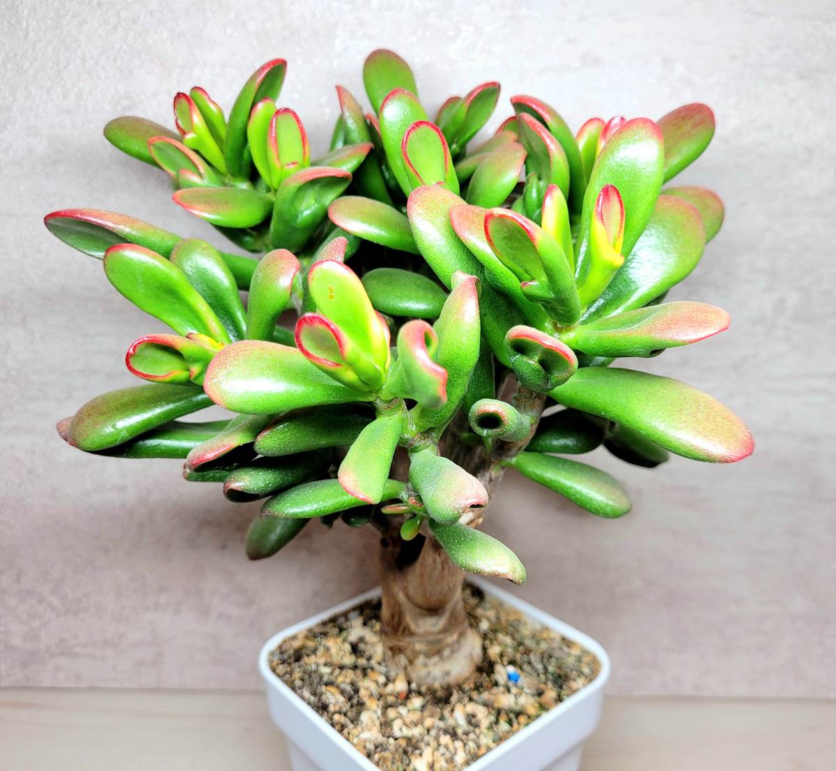 Фото 2. Взрослая сформированная крассула Рэд Хорн Три.