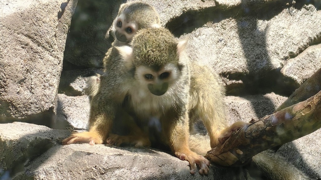    Фото: Екатеринбургский зоопарк