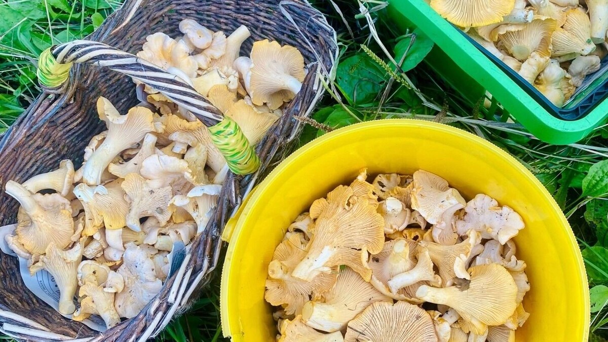     Источник: vk.com/griby_novosibirsk