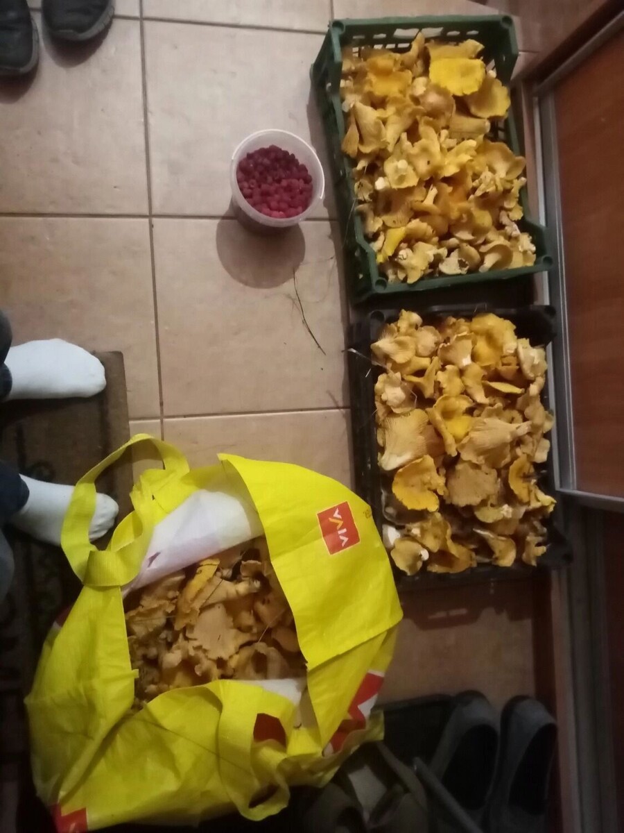     Источник: vk.com/griby_novosibirsk