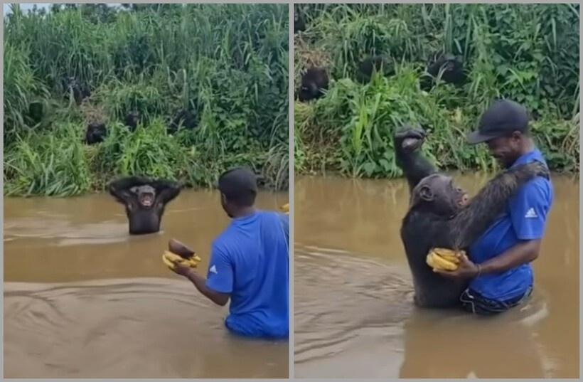    Шимпанзе встретился со своим спасителем после долгой разлуки и кинулся его обнимать