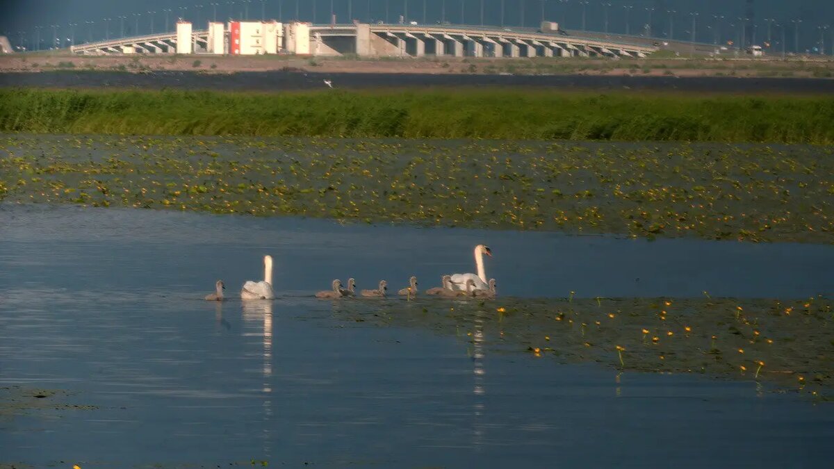    Фото: Telegram-канал биолога Павла Глазкова «Каждой твари по паре»