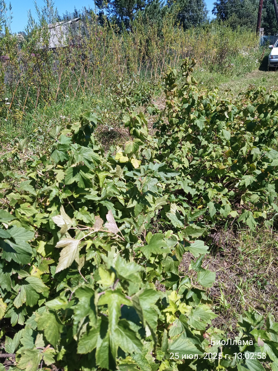 Ужасная смородина