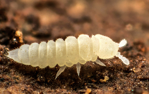    Коллембола  Andy Murray Extreme Kalaphorura burmeisteri/CC BY-SA 2.0/Wikimedia Commons