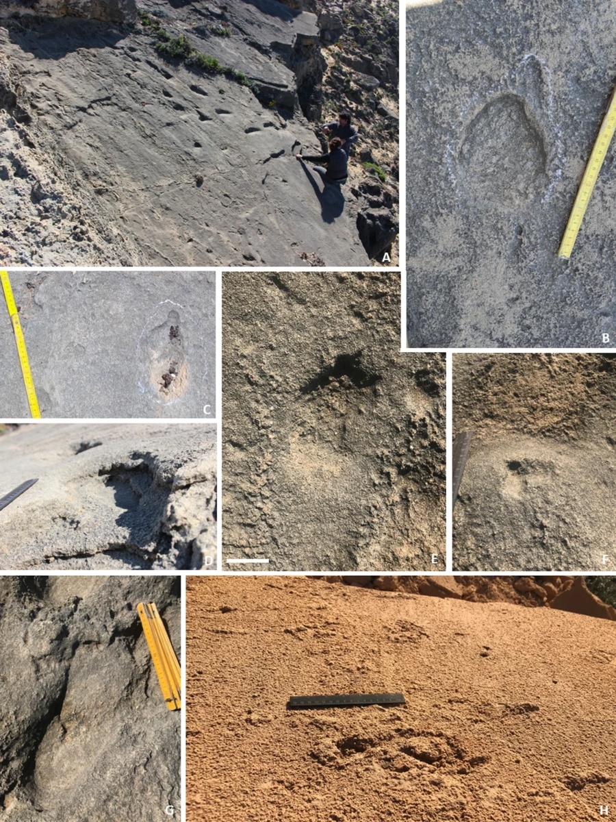 Следы неандертальцев на юго-западе Португалии: (A–C) Следы гоминин из Монте-Клеригу, демонстрирующие движение вверх по склону, отпечатки пальцев ног и анатомические детали; (D–G) деформация осадочных пород, детские следы и следы скольжения на склонах дюн; (H) отдельный след из Прайя-ду-Тельейру с чётким краем смещения. Источник: https://doi.org/10.1038/s41598-025-06089-4