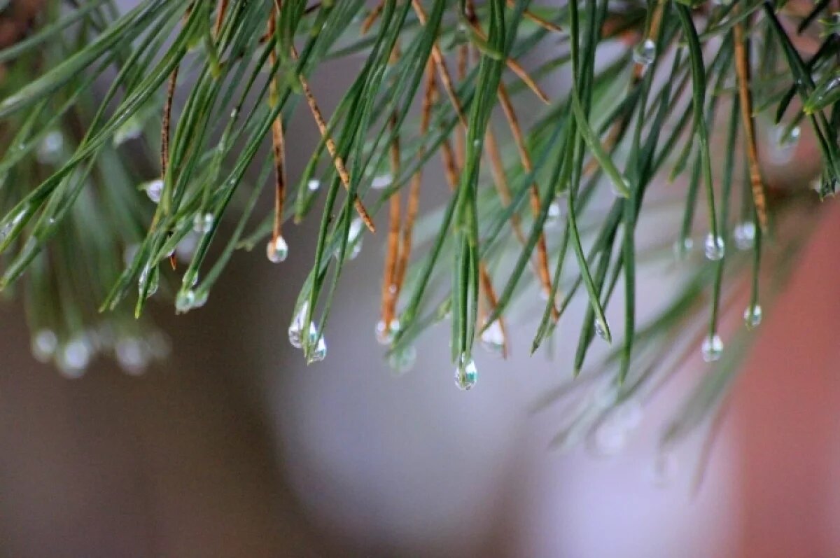    Nature: в осадках по всему миру растет уровень трифторуксусной кислоты