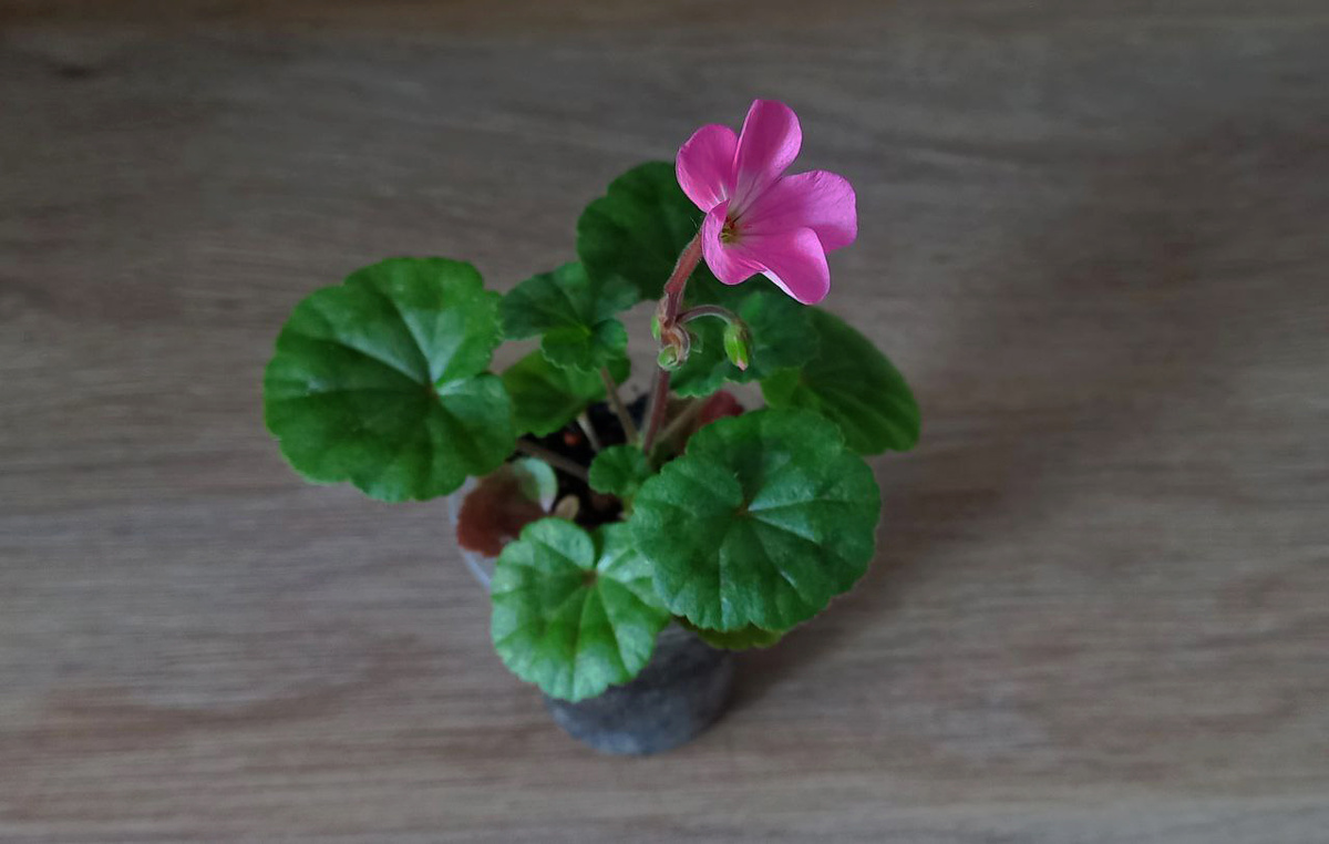 Пеларгония Павла. Фото автора.