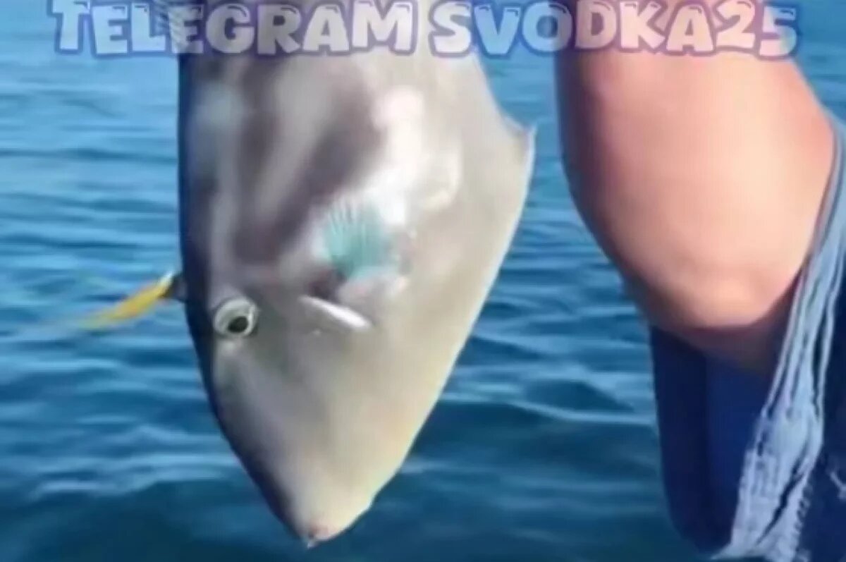    Тропическая рыба, которая была выловлена является спинорогом