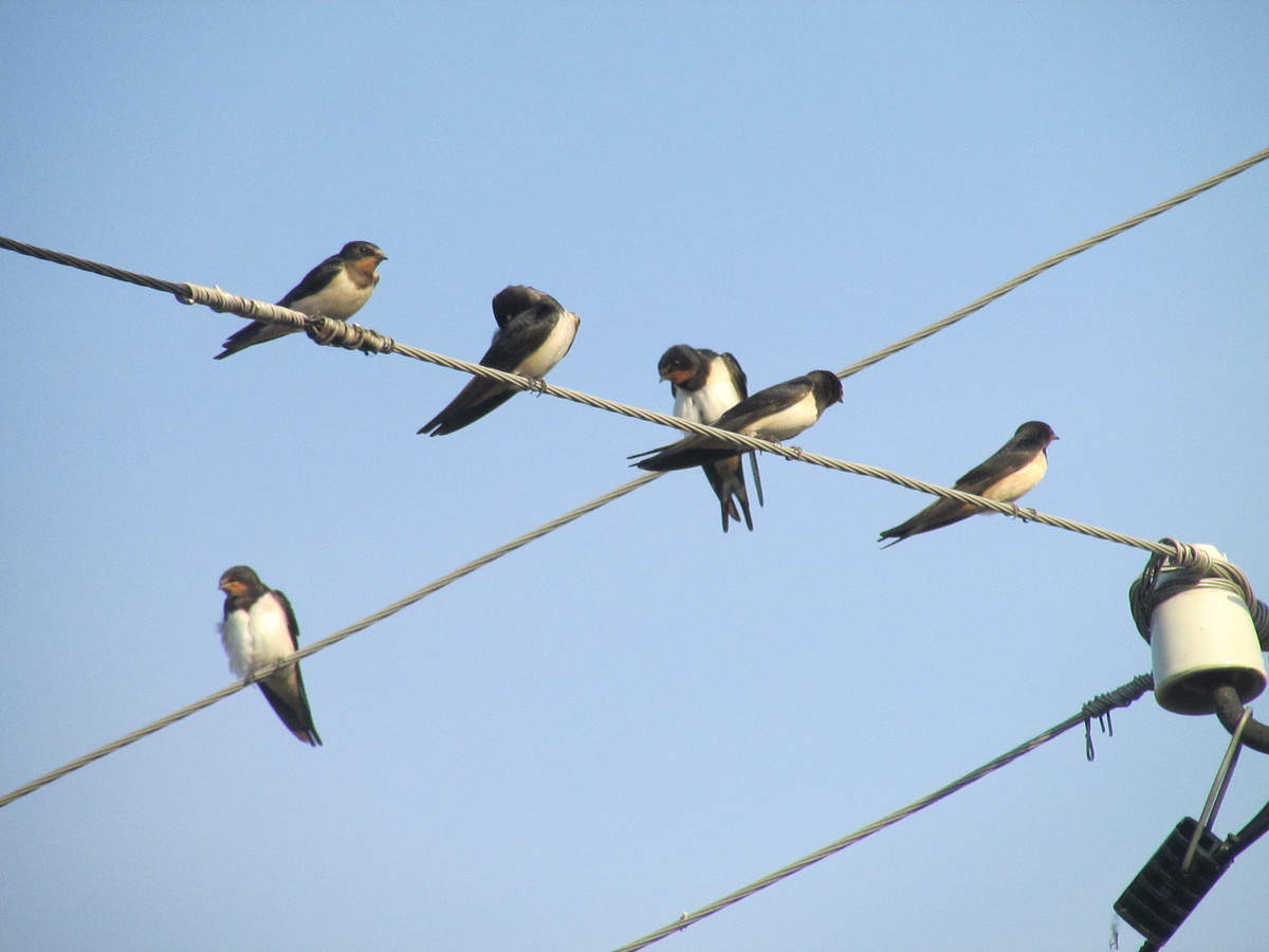 Деревенские ласточки
