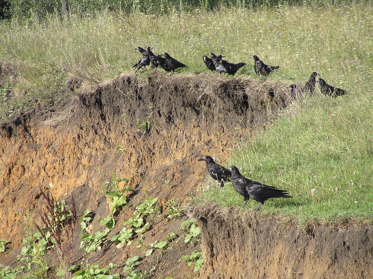 Грачи, как и другие врановые, не любят сплощного травостоя выше своего роста, разве что по краям