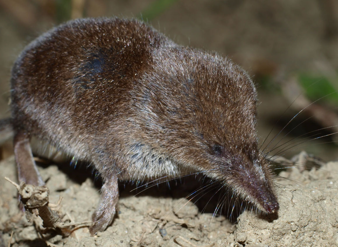 Землеройка