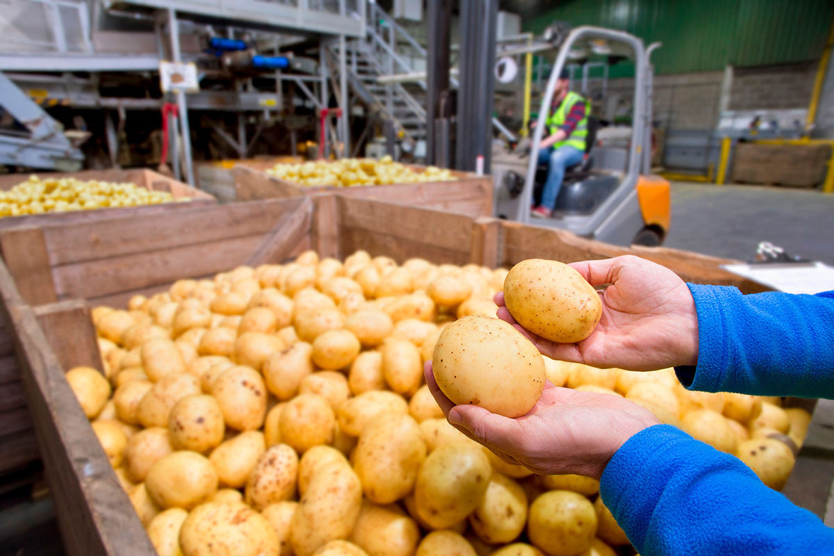    Фото: Juice Flair / Shutterstock.com