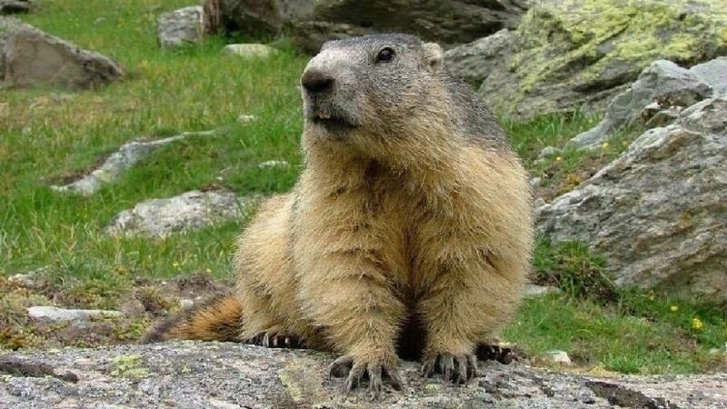     Сурок. altaipriroda.ru