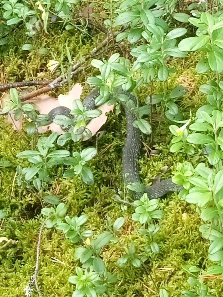 Скорее всего, уж. Нет примечательных зигзагов на спине. 