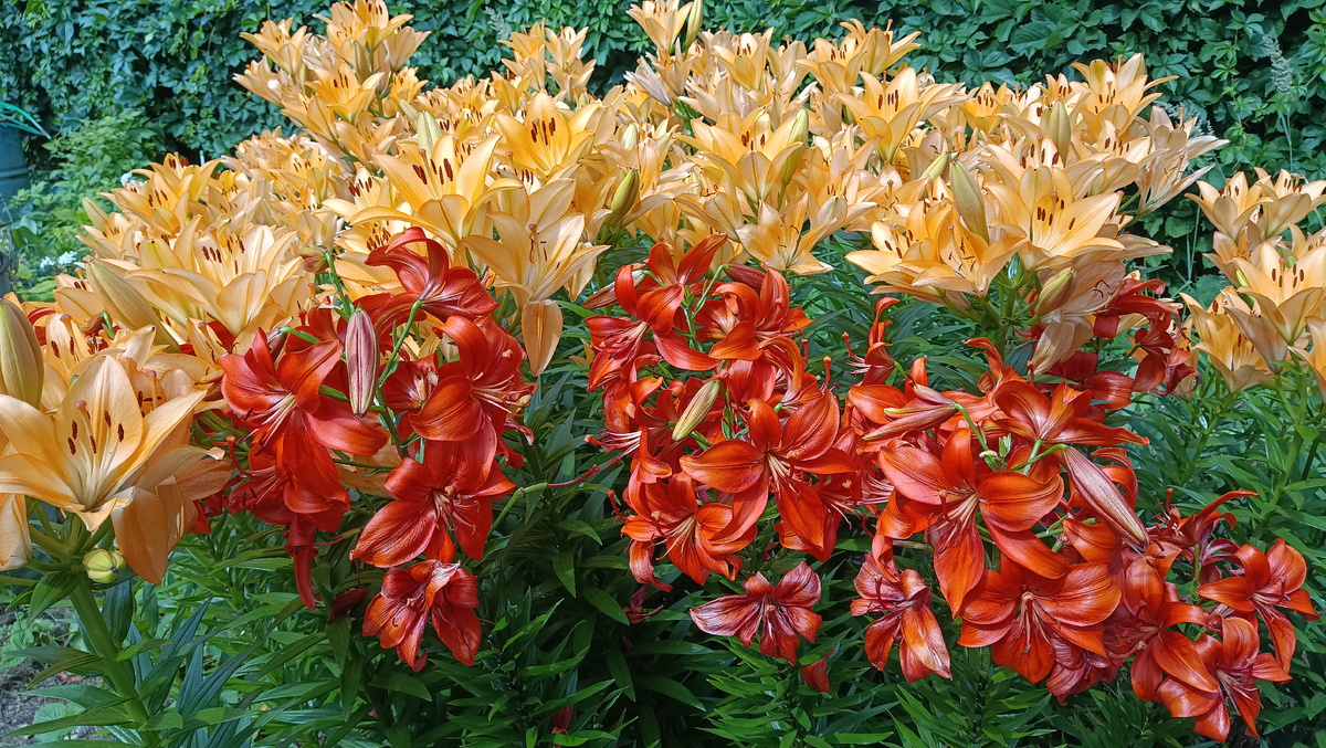 Цветение лилий, 2025