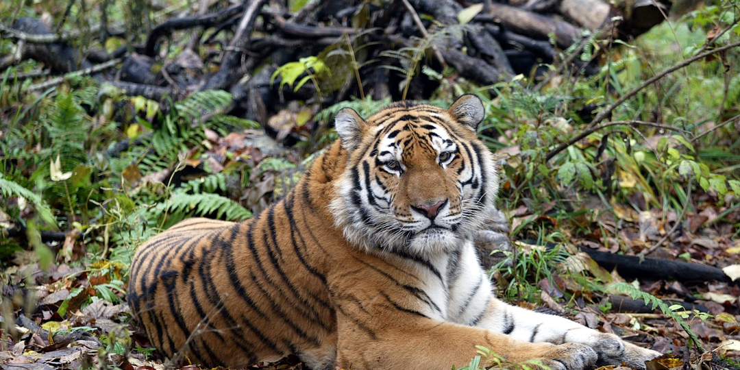 Реабилитационный центр для диких животных построят в Хабаровском крае