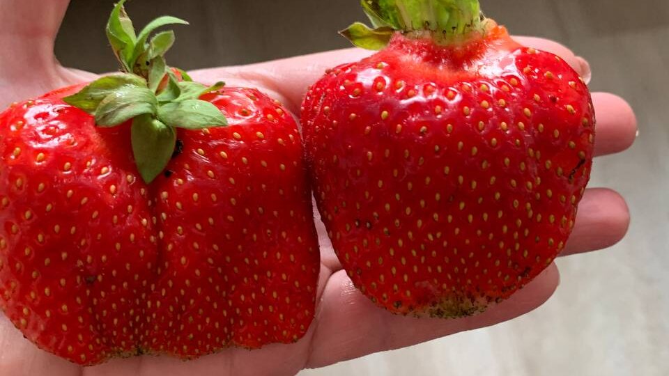 Стоит ли обрезать листья клубники в конце лета? Или не навредить с добрыми намерениями