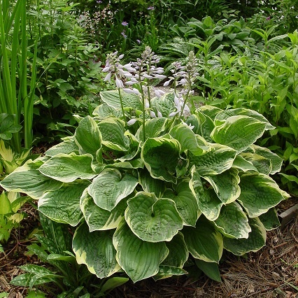 Природа в Ботаническом саду радовала своими красками.