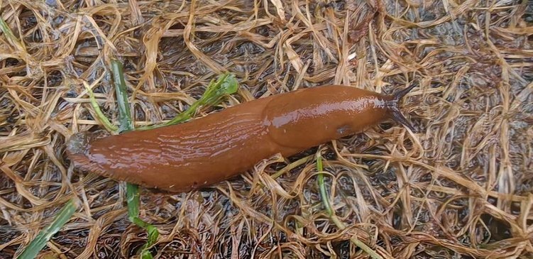    Фото: Лукьянов Дмитрий, AgroXXI.ru