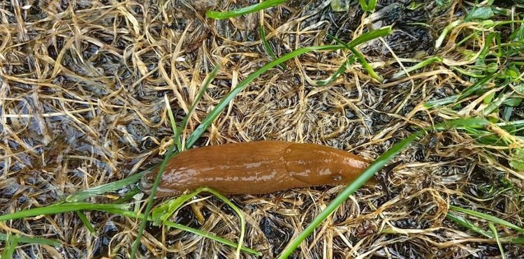     Испанские слизни – как бороться
