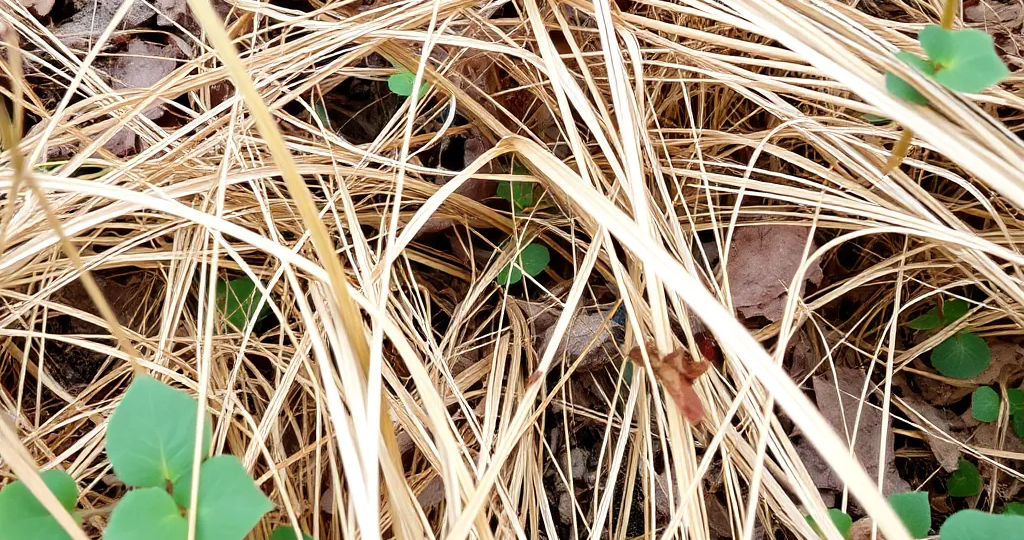 Дорожка, которая кормит: Создаем компостную тропинку между грядок