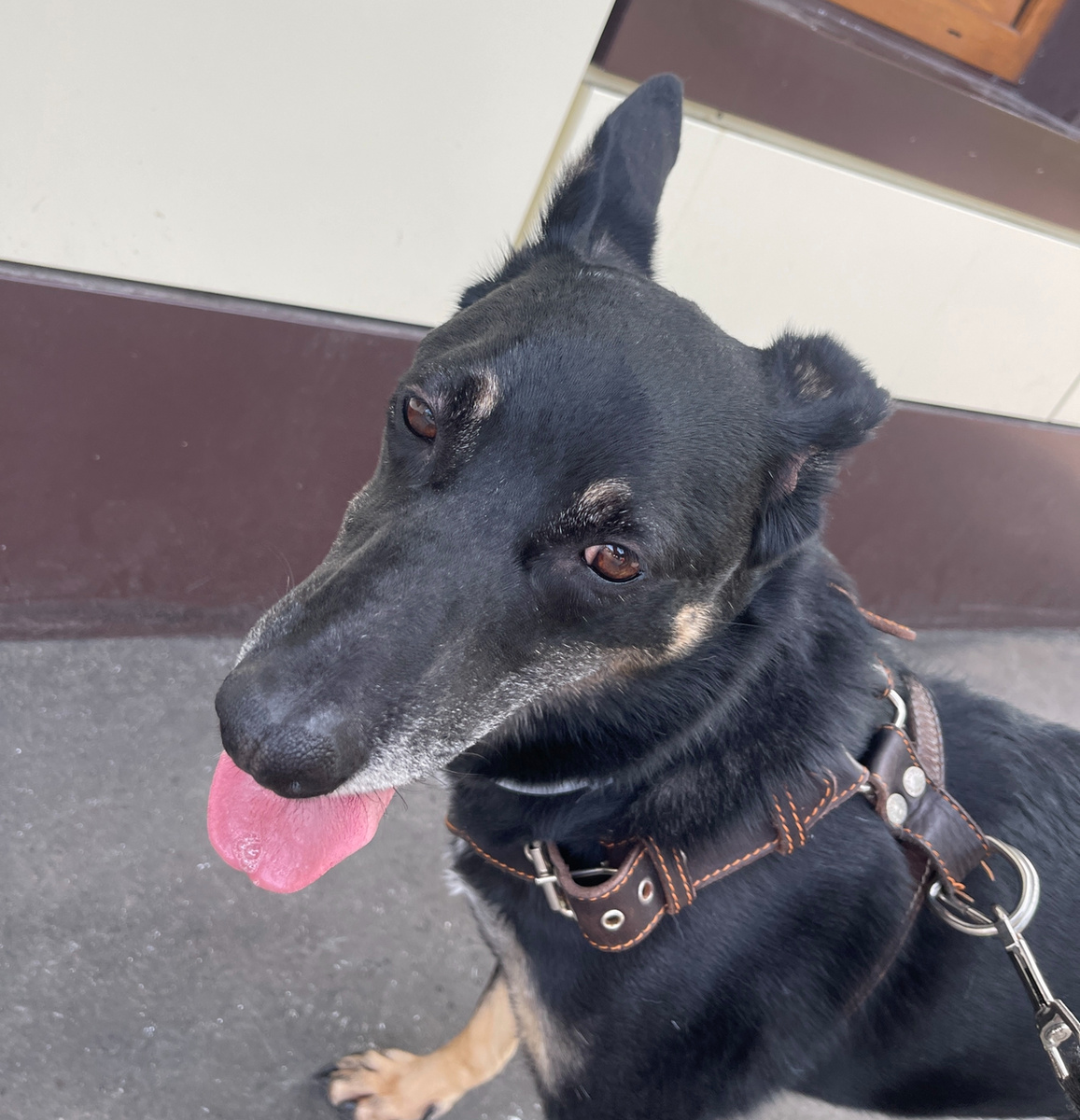 Миша всё-таки заметил, как показываю ему язык, когда заставляет меня гулять! 😡