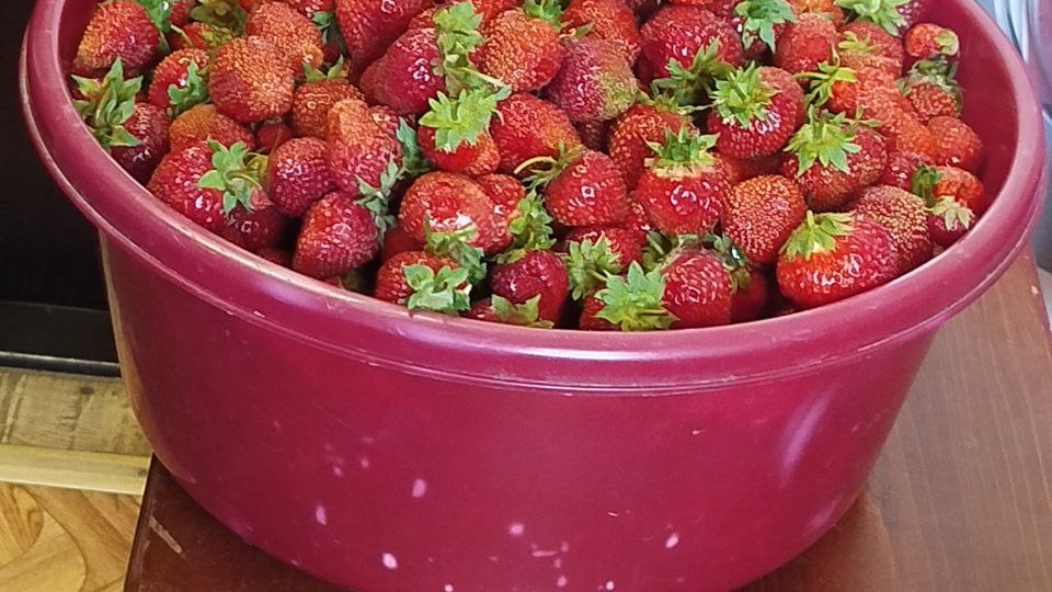 Августовская посадка клубники — как сделать правильно и не пожалеть весной