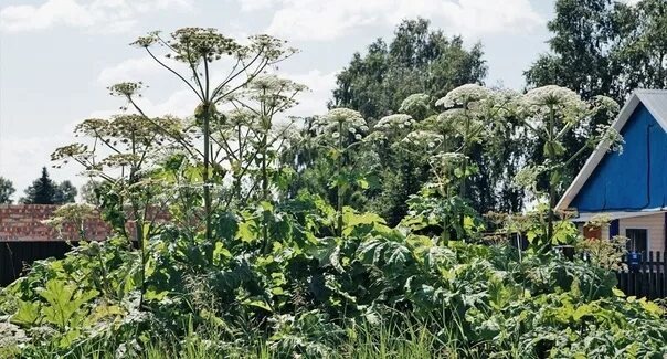 Фото из открытых источников.