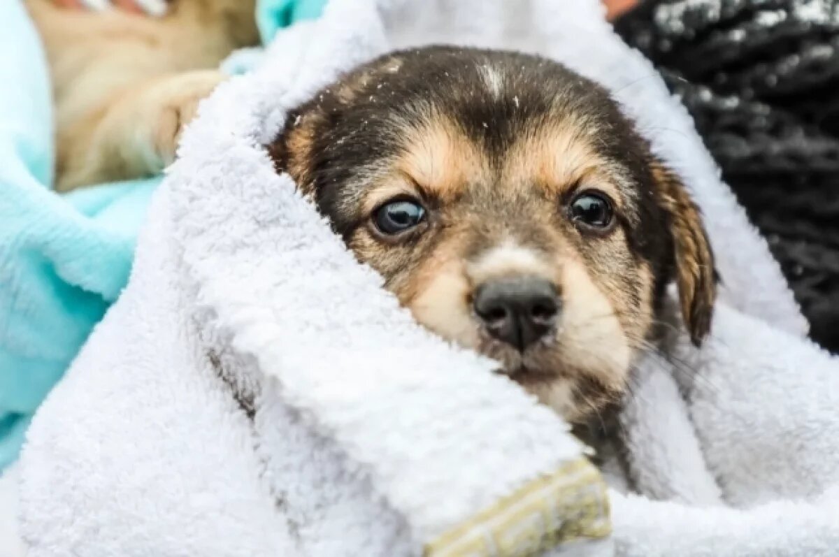    В Уфе 26 июля вновь пройдет акция для бездомных животных «Ищу человека»